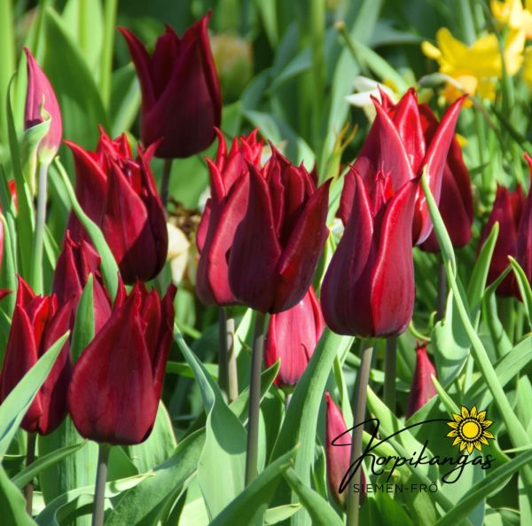 Myöhäinen tulppaani, liljakukkainen Myöhäinen tulppaani, liljakukkainen